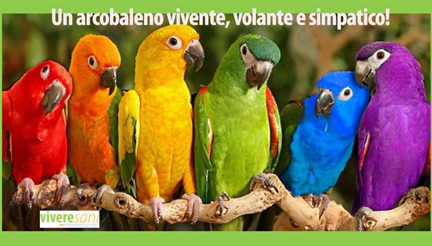 Simpatico e colorato come un pappagallo Simpatico e colorato come un pappagallo